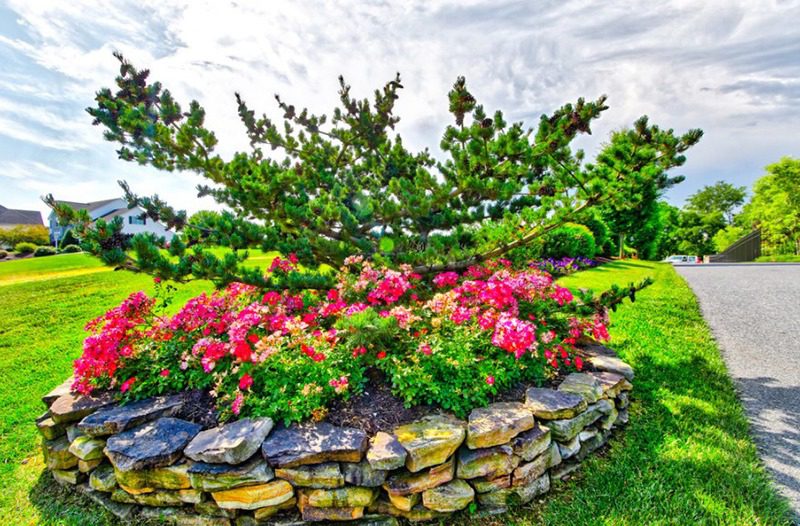 Λουλούδια μέσα σε πέτρες